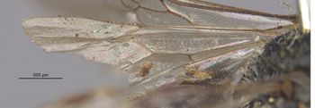 Media type: image;   Entomology 27105 Aspect: Wing hind